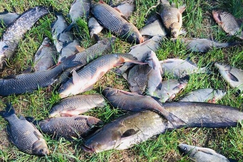 მრავალია დასაღუპად განწირული